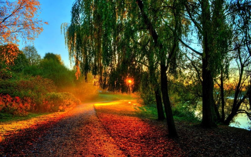 Trees, Beautiful, Leaves, Sunrise, Autumn, 1080P, Scenery, Path, Morning