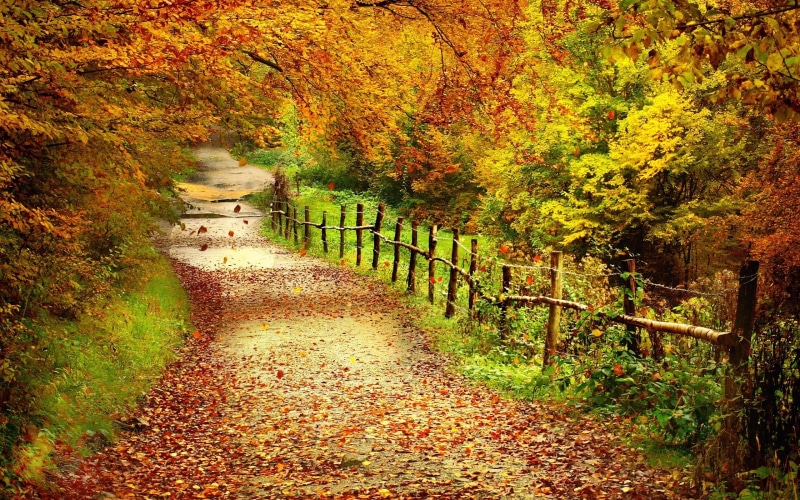 Leaves, dried, Path, Yellow, 2K, Beautiful, Scenery, Autumn, Trees