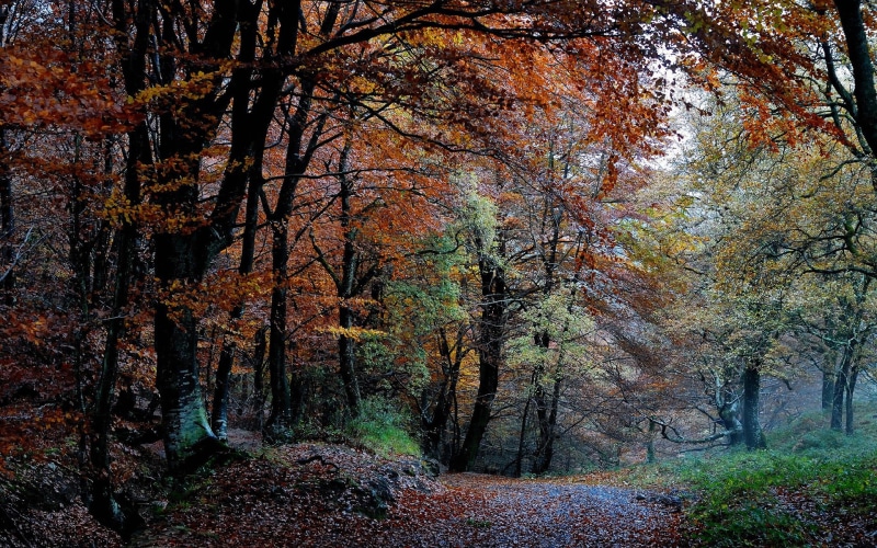 Nature, 1080P, Path, Forest, Leaves, Autumn, Trees