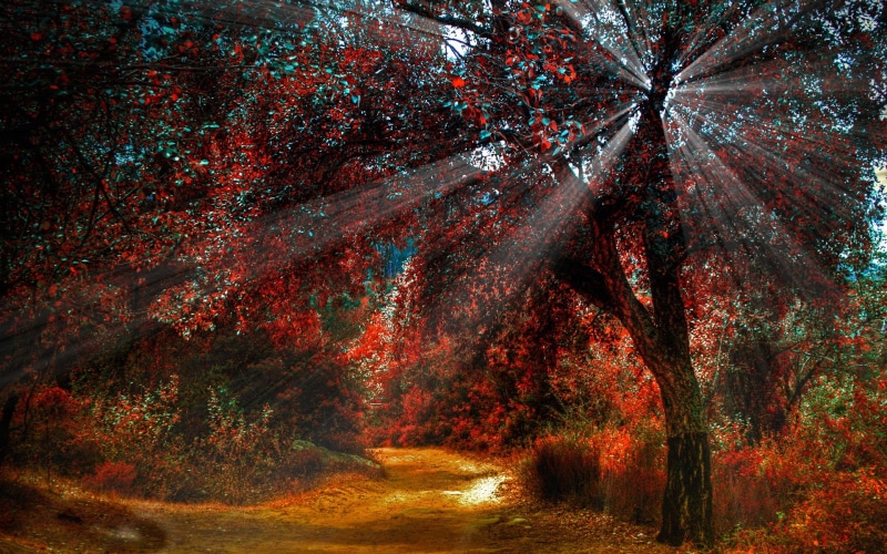 Red, tree, Paths, 1080P, Light, Beautiful, leaved, Nature, Leaves, Scenery, Autumn, Sun