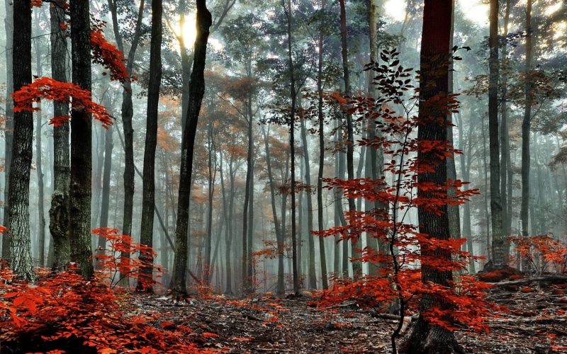 Trees, 1080P, Autumn, Forest, Morning, Fog