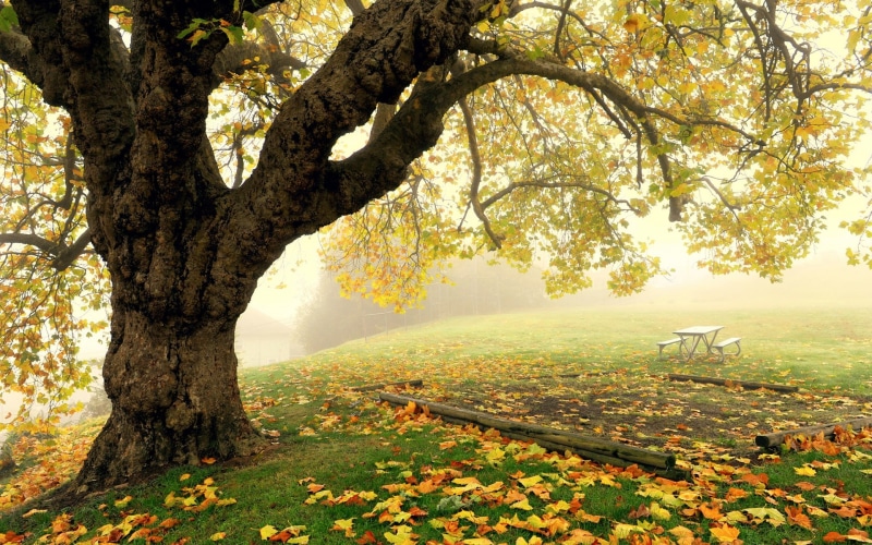 Leaves, Tree, Scenery, 1080P, Autumn, Park, Fog