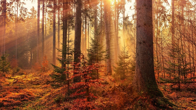 woods, sunlight, vegetation, wilderness, tree, 4K, bole, spruce fir forest, sunbeam, forest, autumn, sun ray, woodland