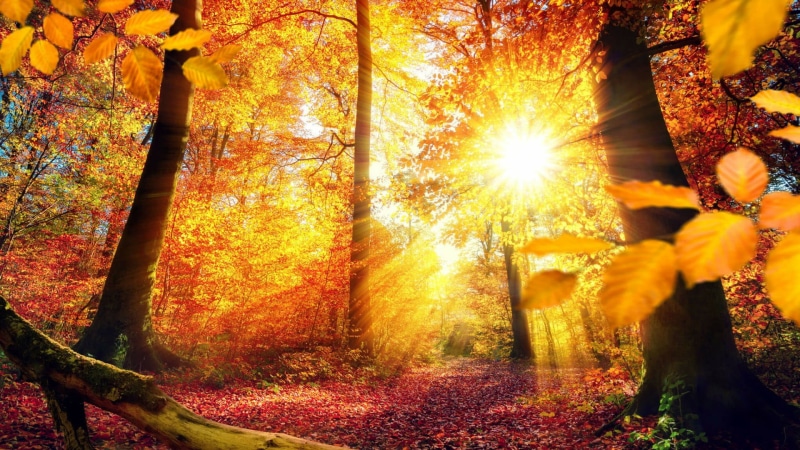 plant, land, 1080P, tree, outdoors, lens flare, beauty in nature, landscape, autumn, germany, light, growth, sunbeam, sunlight, woodland, tranquility