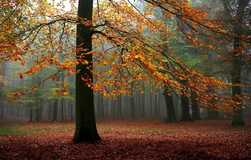 sunlight, 480P, trees, forest, fall, mist, leaves, landscape, nature