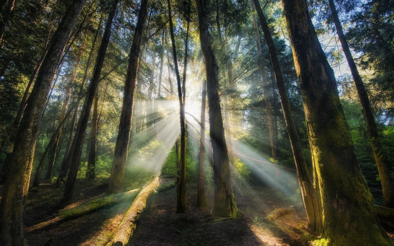 scenics - nature, plant, green, 1080P, India, growth, sun rays, trunk, woodland, land, tree trunk, streaming, landscape, tranquility, outdoors, trees