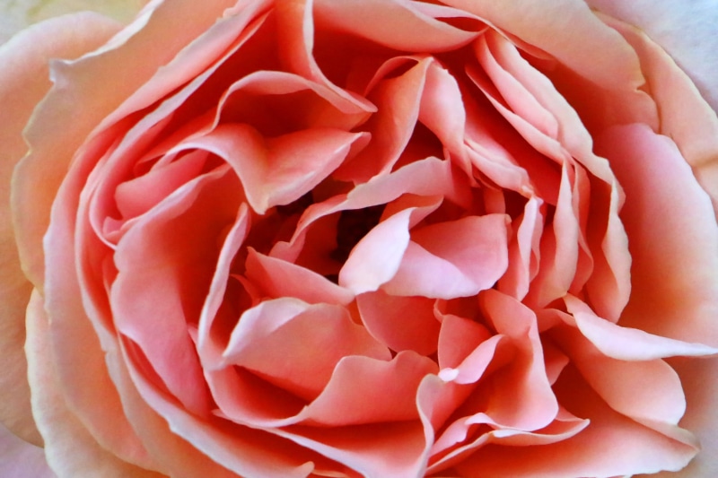 close-up, 1080P, open, petals, plant, flower, pink, petal, single Flower, nature, rose - Flower, rose, petaled, flower Head