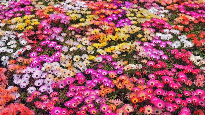 resolution, nature, ice, colors, yellow, plant, flowers, 1080P, plants, petals, abstract, hd, pink, white, garden