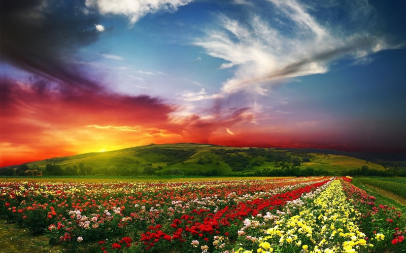Fields, 2K, Sky, Nature, Clouds, Sunset, Roses, Flowers