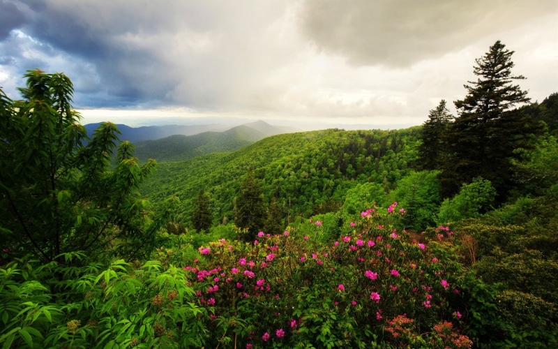 Mountains, Landscape, Morning, Nature, Trees, 1080P, Clouds, Flowers