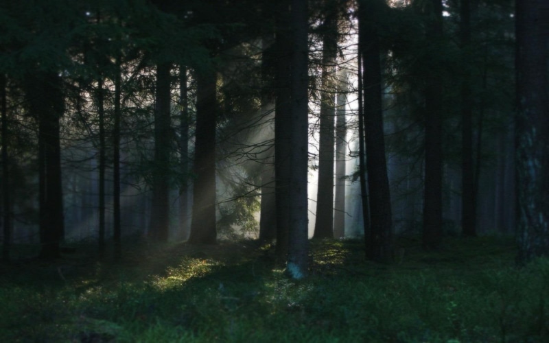 best, hd, dark, 1440x900, forest, 720P