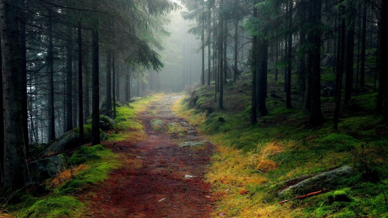 road, the way forward, no people, scenics - nature, trail, digital, diminishing perspective, 2K, outdoors, forest, fog, tree trunk, footpath, trees, plant