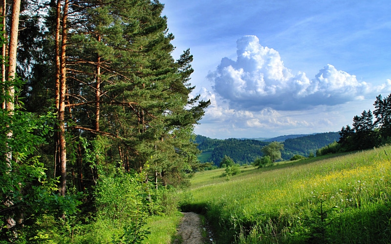 4K, path, download 3840x2400 forest, forest, Summer, trees backgrounds, Background Ultra HD 4K