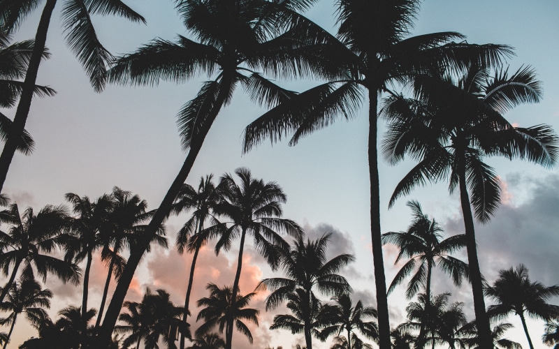 download 3840x2400 palms, palms, trees, tropics backgrounds, sky, 4K