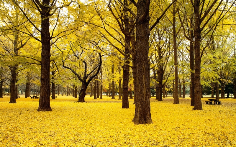 1080P, autumn, nature, landscape, japan, trees, ginkgo, ginkgo trees, landscape nature and landscape