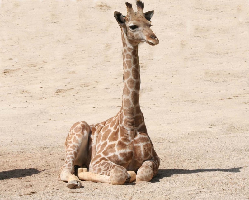 domestic animals, sand, africa, safari Animals, day, photo, animal, full length, one animal, zoo, national Park, brown, young, herbivorous, baby, outdoors