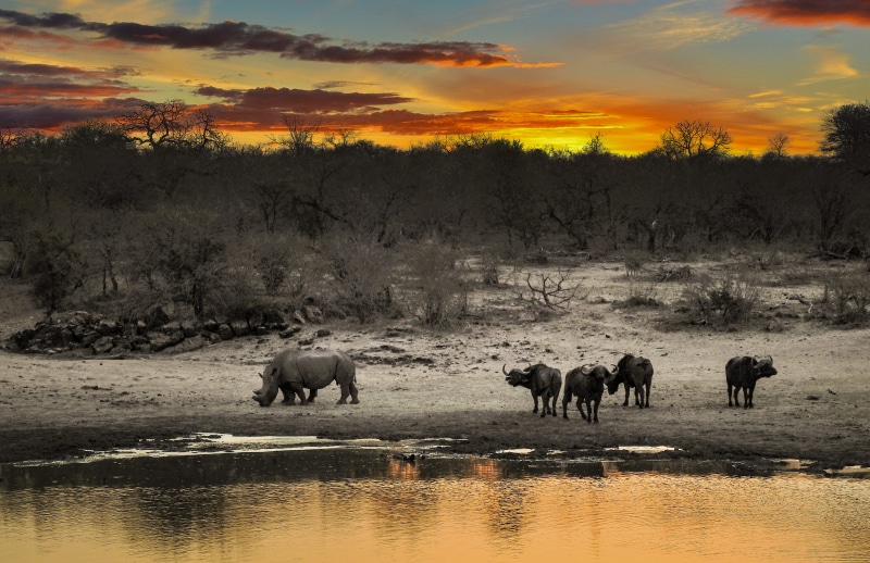 wilderness, vertebrate, sunset, animal themes, outdoors, public domain images, wildlife, wild animals, animal wildlife, tree, sky, beauty in nature, buffalo