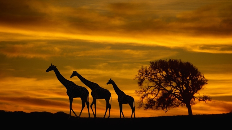 clouds, wildlife, 1080P, animals, trees, silhouette, nature, sunset, giraffes, sky, Africa