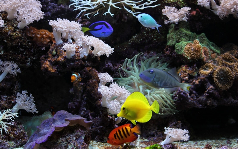 photography, 1080P, hd, aquarium