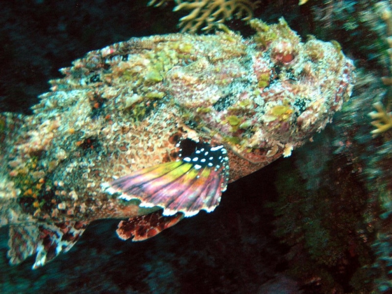 480P, stone, art, hd, stone fish, animals, AQUARIUM, FISH