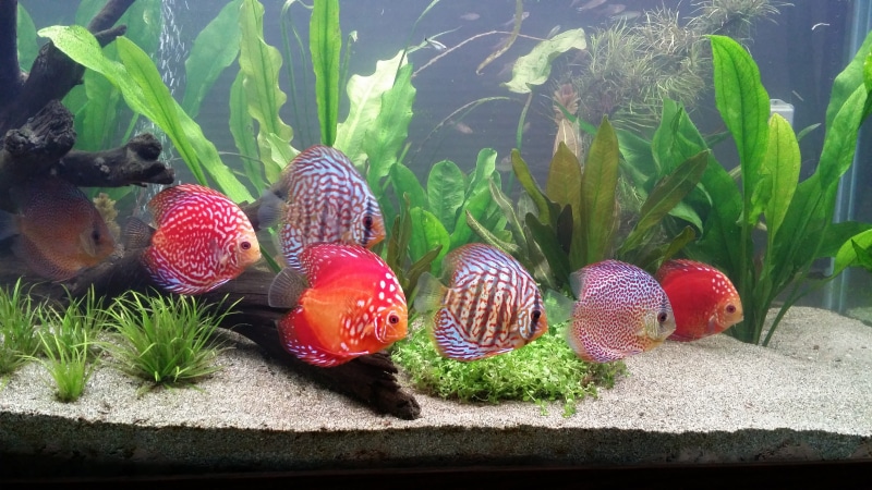 marine, outdoors, underwater, day, swimming, water, sea, red, schooling discus fish, plant, 4K, animals in the wild, aquarium, nature, no people, animal themes
