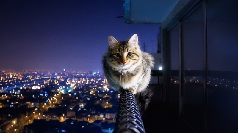 monorail, 720P, cats, cityscapes, animals, kittens, hd, x, art
