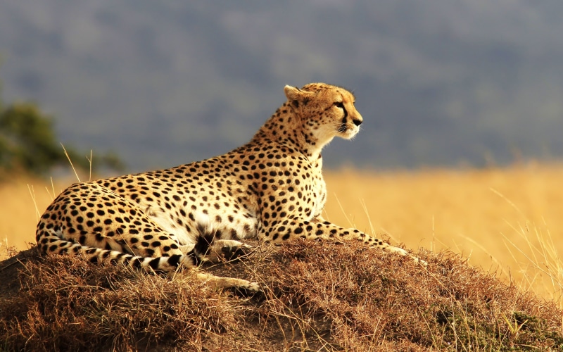 cheetah, k, animal, 2K, nature