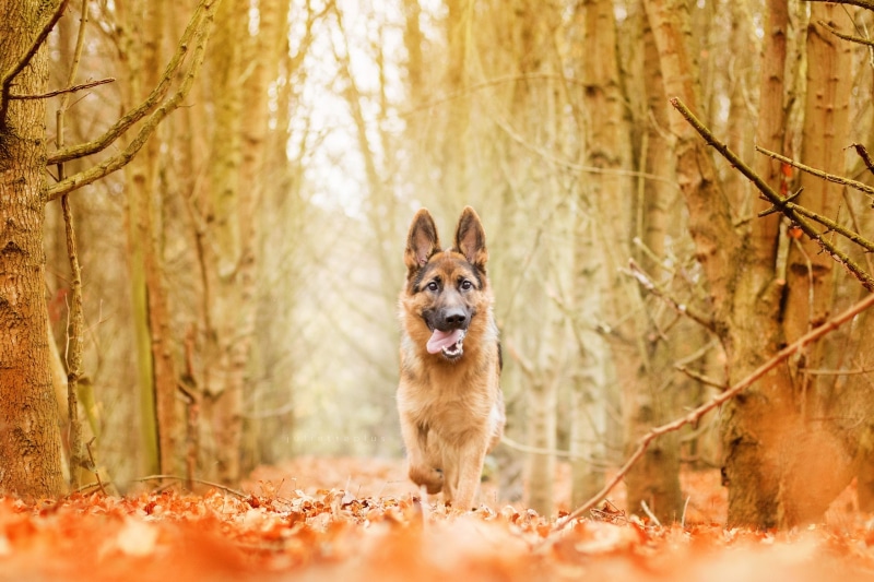 animals, dog, forest, 2K, autumn, nature, yellow