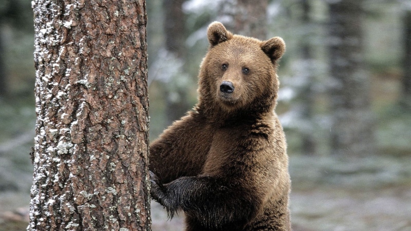 plant, focus on foreground, animals in the wild, vertebrate, trunk, mammal, day, animal, 1080P, grizzly, no people, nature, animals, bear, tree trunk