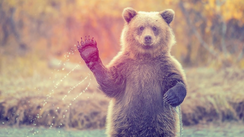 grizzly, cute, no people, one animal, 1080P, outdoors, nature, portrait, standing, day, looking at camera, animals in the wild, animal wildlife, brown