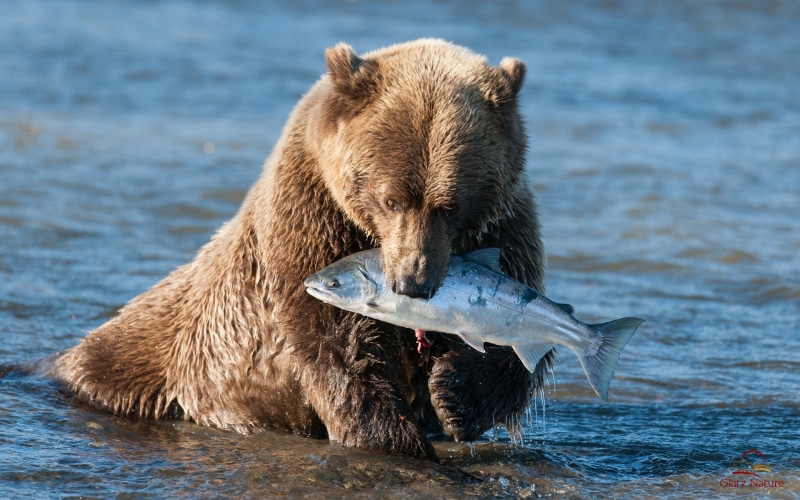 grizzly, Fish, Brown, Bear, Catching, 1080P