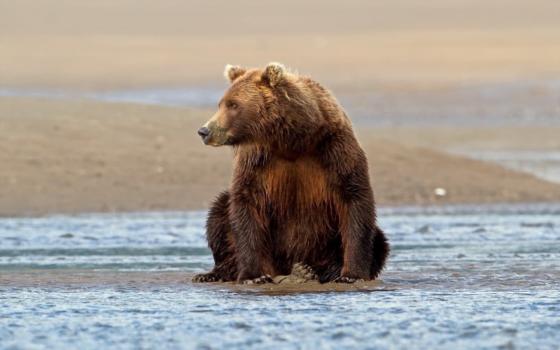 vertebrate, brown Bear, river, water, grizzly bear, mammal, animal, brown, survival, animal themes, sit, bear, large, canada, wildlife, cute, no people