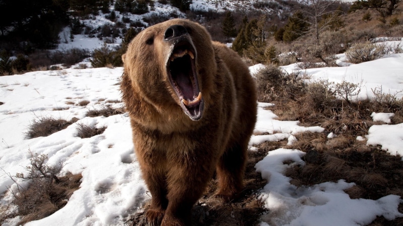 white color, land, cold temperature, day, brown, vertebrate, 1080P, animal themes, large, alaska - Usa State, snow, mouth open, animal, brown Bear, animals In The Wild