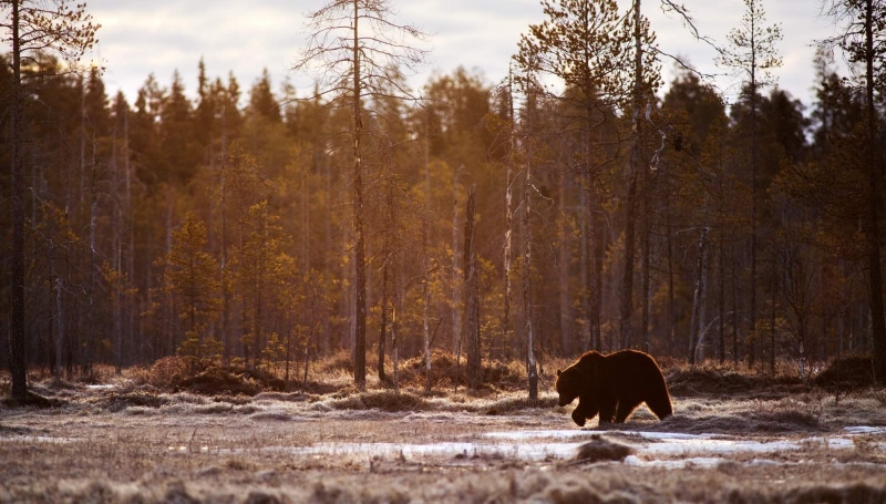 domestic animals, outdoors, mammal, mammals, bear, animals in the wild, land, vertebrate, brown, nature, tree, no people, landscape, animal themes, silhouette