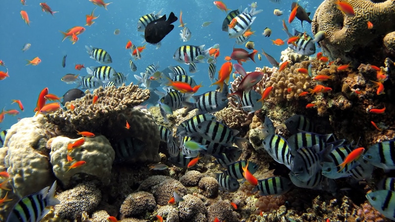 nature, sea, fish, blue, reef, landscape, colorful, water, 1080P