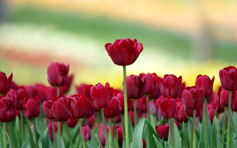 red, nature, 2K, mobile, tulips, hd, field