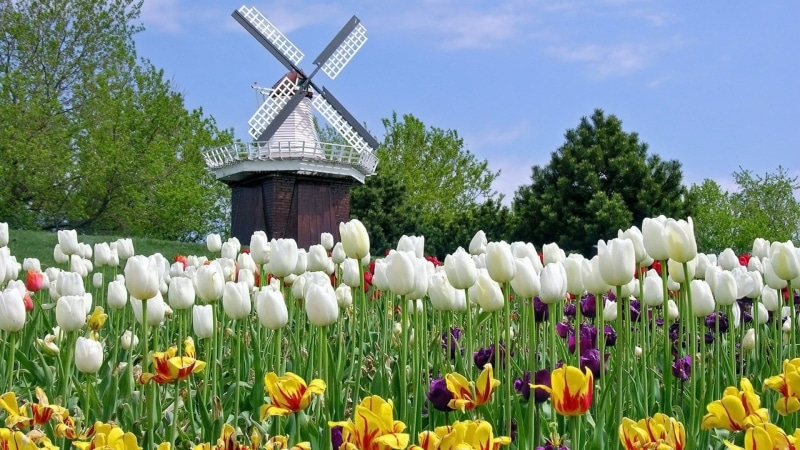 1080P, tree, wind turbine, freshness, green color, fragility, flower, plant, flower head, turbine, growth, flowerbed, outdoors, full size  for desktop nature pictures 1920x1080