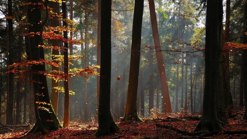 tree trunk, tranquility, leaf, day, beauty in nature, leaves, fall, outdoors, change, autumn, no people, tree, non-urban scene, streaming, trunk, 1080P