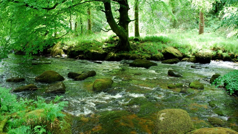 tree, scenics - nature, moss, nature desktop  full size 1920x1080, flowing water, day, land, tranquility, stream - flowing water, forest, beauty in nature