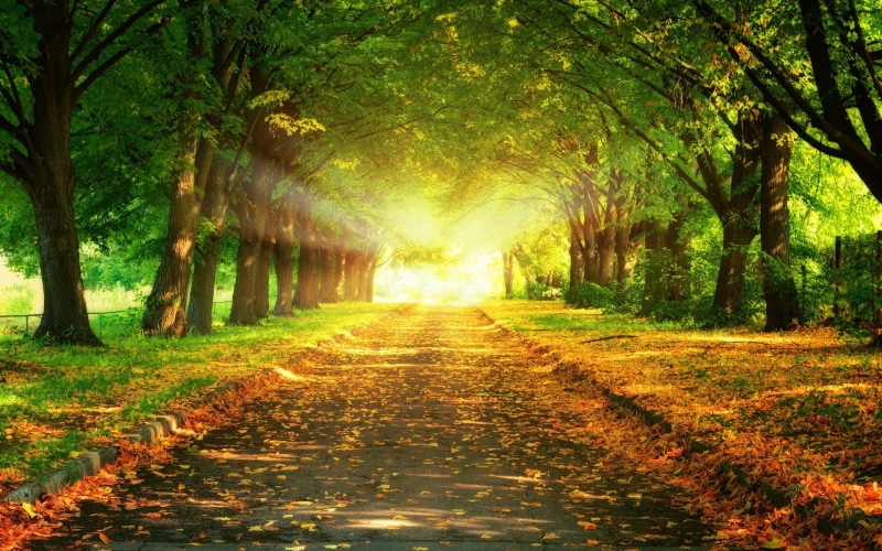 trunk, 1080P, outdoors, tree, tree canopy, road, forest, no people, beauty in nature, nature, day, diminishing perspective, the way forward, windows backgrounds nature for pc 1920x1200