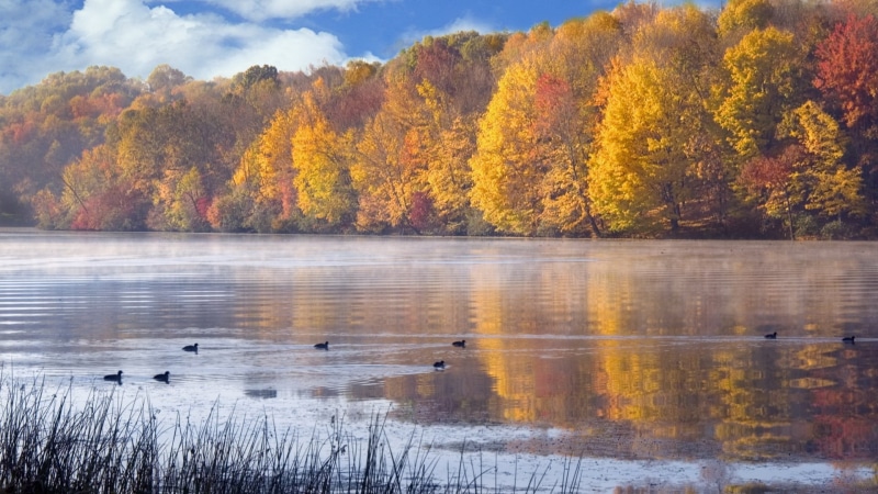 animals in the wild, group of animals, lake, nature full hd image 1920x1080, nature, no people, day, animal, animal wildlife, bird, beauty in nature, vertebrate
