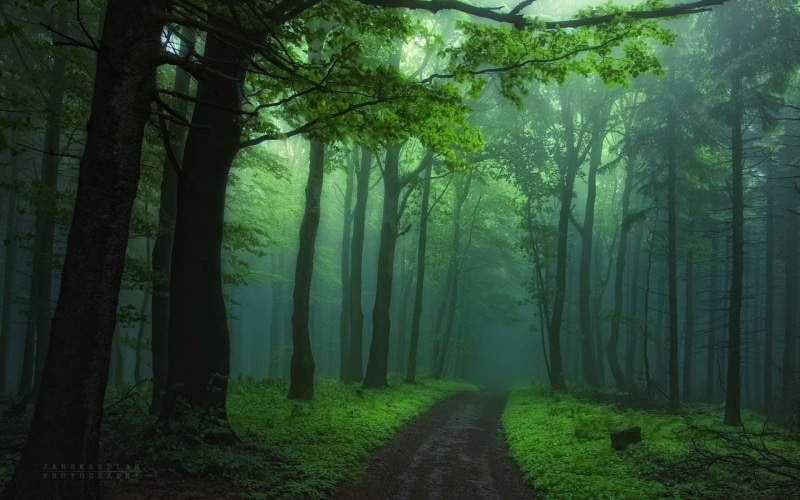 growth, download full size nature  1920x1200, the way forward, direction, nature, no people, landscape, tree trunk, outdoors, environment, fog, tree, woodland