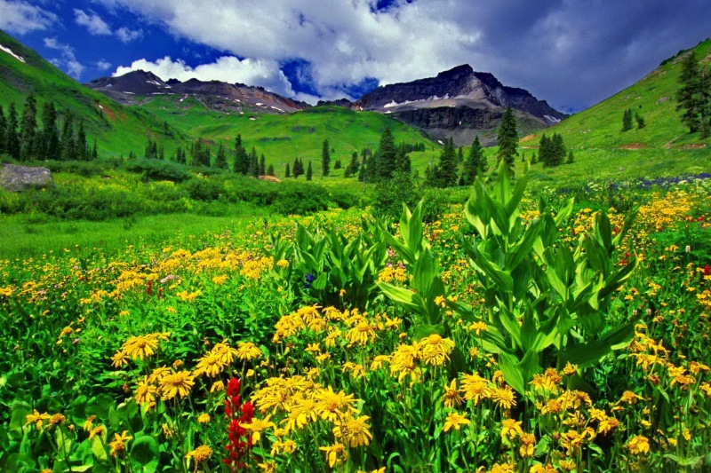 nice, greenery, wildflowers, delight, flowers, green, 1080P, mountain, spring, nature, grass, beautiful, pretty