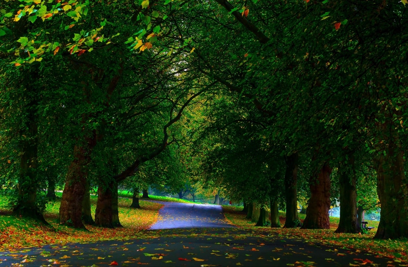 trees, walkway, 2K, park, highway, greenery, beside, autumn, leaves