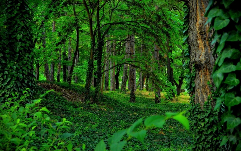 Earth, Greenery, Forest, Ivy, 1080P