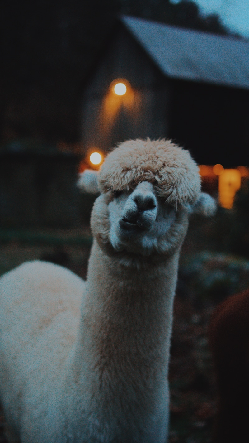 pets, eating, wool, no people, close-up, animal head, winter coat, animal, animal themes, indoors, mammal, looking, furry, llama, nature, vertebrate, animal body part
