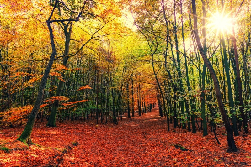 forest, fall, nature, 1080P, greenery, landscape