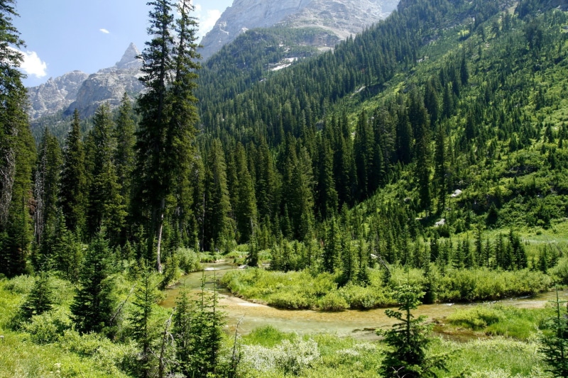 Wyoming, tree, forest, 1080P, canyon, USA, cascade, river, pine, grand, Cascade Canyon, park, national, green, mountain, greenery, Grand Teton National Park