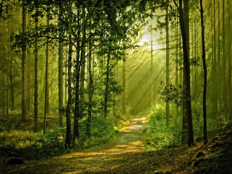 natu, sunshine, grass, trees, sunlight, beautiful, rays, leaves, lovely, greenery, sunny, forest, nice, path, 2K