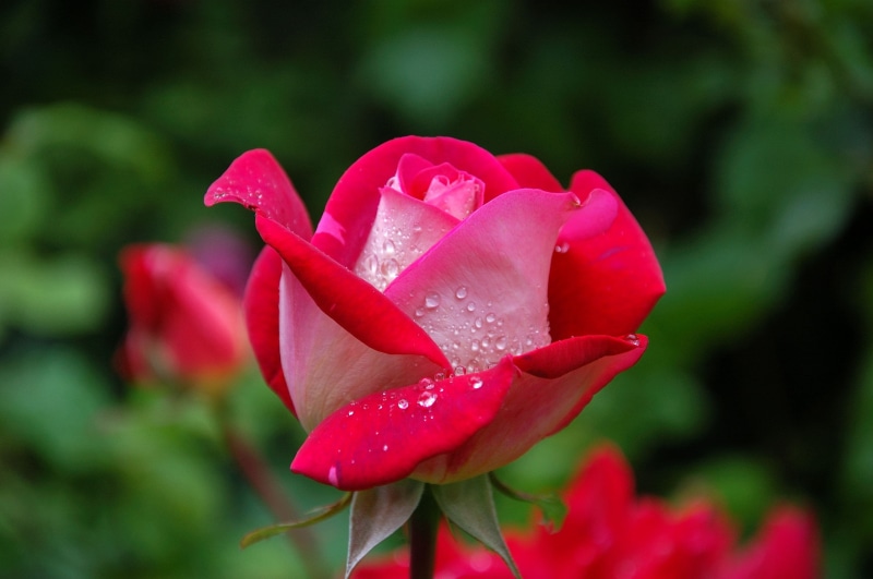 rose, plant, flowers, nature, flora, freshness, drop, flowering plant, fragility, photography, flower head, blossom, red, garden, macro, wet, greenery